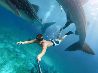 Underwater photographer swimming with whale sharks and makes selfie in the philippines