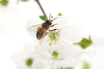 Honeybee and white flowers