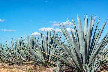 Blue Agave and Blue sky - Powered by Adobe
