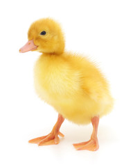 one yellow duckling