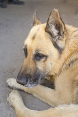 Obraz na płótnie Canvas Old german shepherd dog