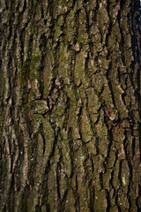  beautiful wooden background oak tree