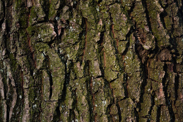  beautiful wooden background oak tree