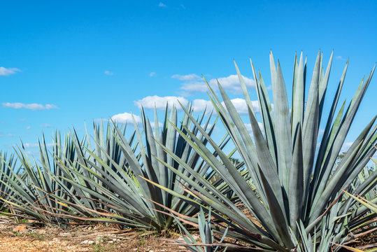 Blue Agave and Blue sky