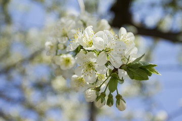 Cherry blossom