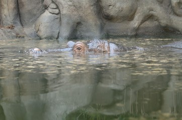 Zoo Praha 1