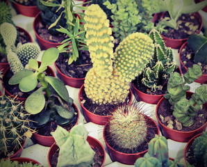 cactus plants for sale in the greenhouse © ChiccoDodiFC