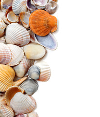 Natural background of seashells