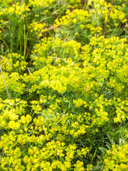 Fototapeta premium yellow flowers