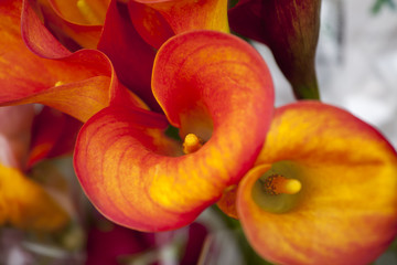 flower of an orange calla lily and partial leaf © elenarostunova