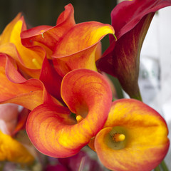 flower of an orange calla lily and partial leaf © elenarostunova