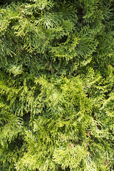 Thuja closeup