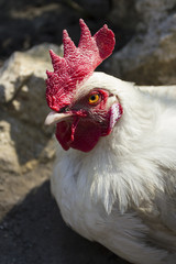 Rooster