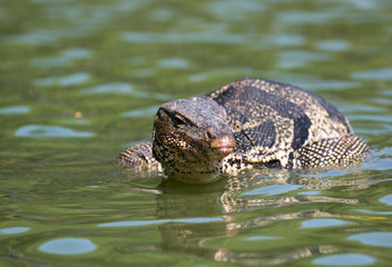 Monitor lizard (Varanus salvator) live in Lumpini park, Bangkok