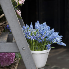 Blue muscari on the stairs for sale near the flower shop