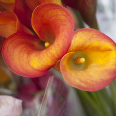 flower of an orange calla lily and partial leaf