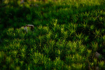 moss in the forest near the tree with beautiful sunlight