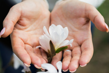 Flower white Magnolia in women's hands