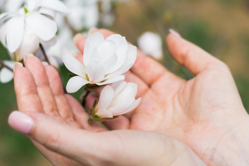 Flower white Magnolia in women's hands