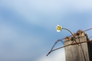 Flower and sky