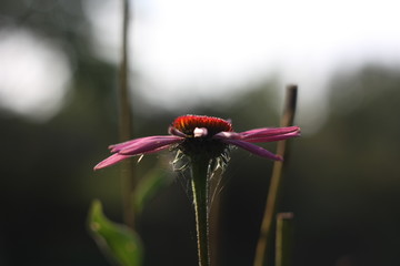 flower and web