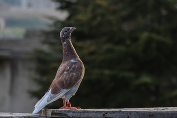 Güvercinlik