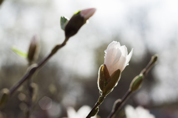 Sprig of white Magnolia