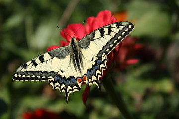 Butterfly on a flower