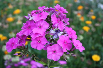purple flowers