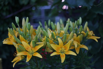 yellow flowers