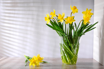  flowering yellow narcissus flowers in a transparent bowl on a light wooden table on gray background which is visible from sunlight blinds. Spring theme. Spring flowering. spring