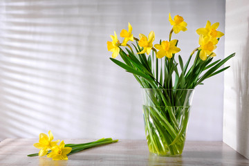 flowering yellow narcissus flowers in a transparent bowl on a light wooden table on gray background which is visible from sunlight blinds. Spring theme. Spring flowering. spring