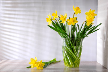  flowering yellow narcissus flowers in a transparent bowl on a light wooden table on gray background which is visible from sunlight blinds. Spring theme. Spring flowering. spring