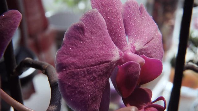 Macroshooting watering or fertilize of spraying of a flower of the Gerbera
