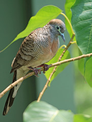 One Wild Zebra Dove Perching on the Tree Branch, Bangkok, Thailand 