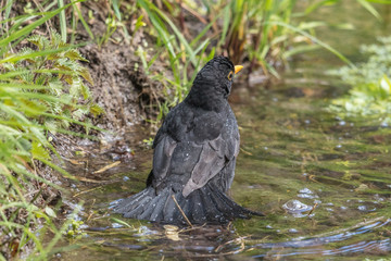 badender vogel