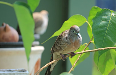 Sleepy Wild Geopelia Striata Relaxing on the Tree Branch amongst Vibrant Green Leaves, Thailand
