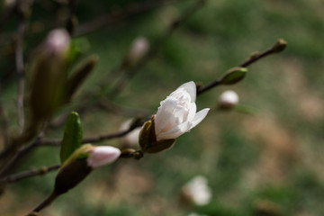 Sprig of white Magnolia