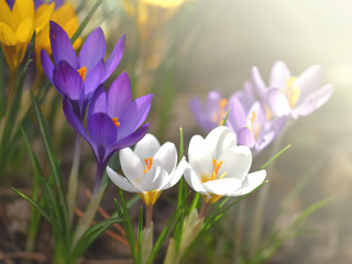 Bunte Krokusse (lila, gelb, weiß) in der Wiese bestrahlt von der Sonne im Frühling