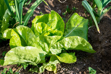 green lettuce crops in growth at vegetable garden