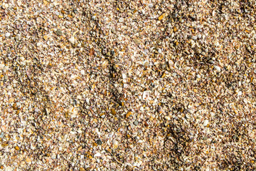 clam mollusc shells on the sea beach