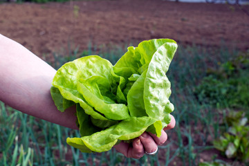 young lettuce crop, pluck from the garden
