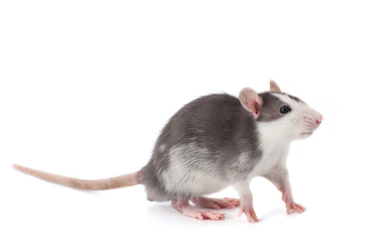 Cute rat on a clean white background..