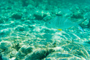 Breathtaking underwater view of mackerel fish school feeding on plankton under the surface of Red Sea, Egypt, with sun rays going down to the bottom.