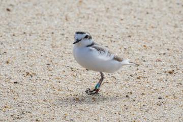 Snowy plover with leg bands on beach in Carmel, California