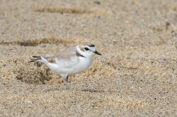 Snowy plover on beach in Carmel, California
