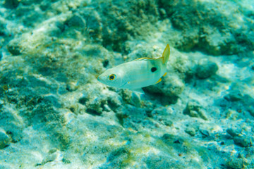 Fototapeta na wymiar Fish underwater in the sea