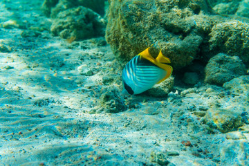 Sergeant Major fish in coral sea