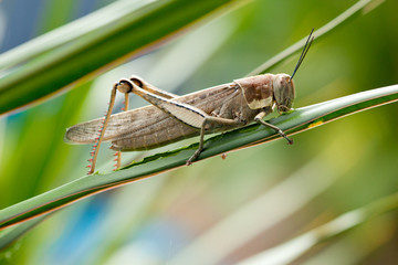 Grasshopper - macro close up
