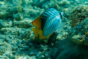 Coral and fish in the Red Sea. Egypt